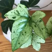 もちきらの画像