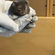 ま