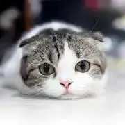 Minou★の画像
