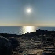 林檎の画像