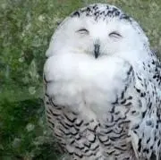 Owlの画像