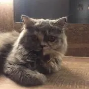 ma.c