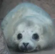 あざらしの画像