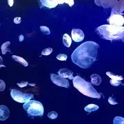 nariの画像