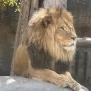 くるぞうの画像