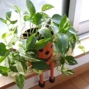 AO_1123の画像