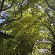 atuatu_miyaの画像