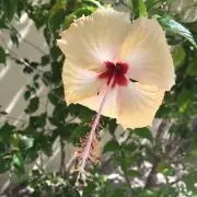 cocoの画像