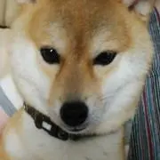 ゆうしようの画像