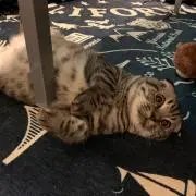 いずみの画像