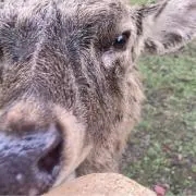 お鹿くん