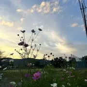 おかかの画像