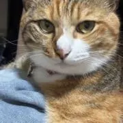 ｈａｎａの画像