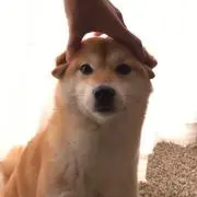 花丸