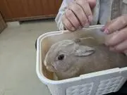 そそぎの画像