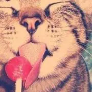 ねこの画像