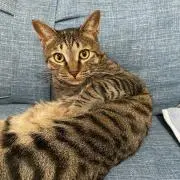 ひらりんの画像