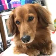 tomの画像