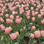 るるの画像