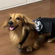 RANの画像