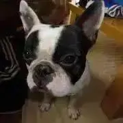 FLOWの画像