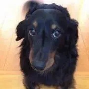 がっちゃん