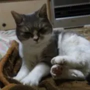 クロエ@