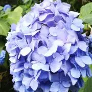 みかさの画像