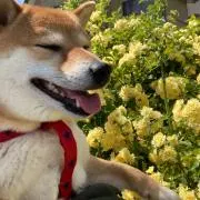 yuzuの画像