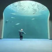 あずきの画像