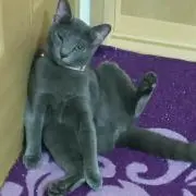 プルメリアカメリア