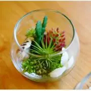マミ
