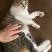 ミータン