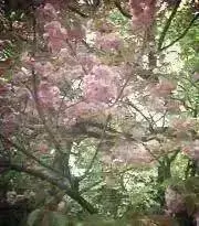 ミセス　アランの画像