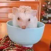 ここあ（プロフィール参照の画像