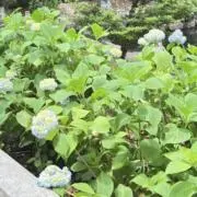 ♡こむぎ♡の画像