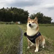 おらふの画像
