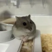 みんちゅの画像