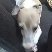 cocoaママ