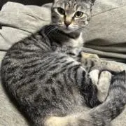 あの画像