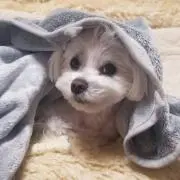elinの画像