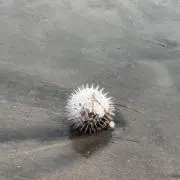 ハリセンボン