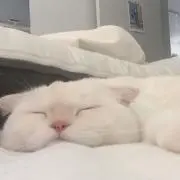 みるとんの画像