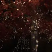 どんぐりの画像