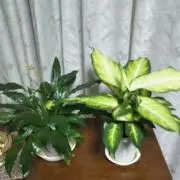 kakoの画像