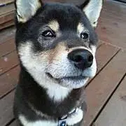 yomogiの画像