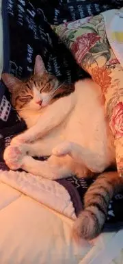 パヤパヤ