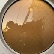 たんの画像