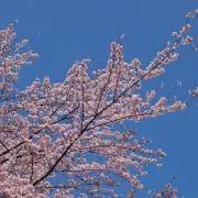 NewStepK2の画像