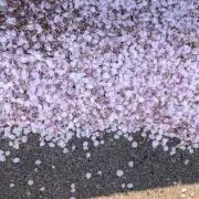 きむ